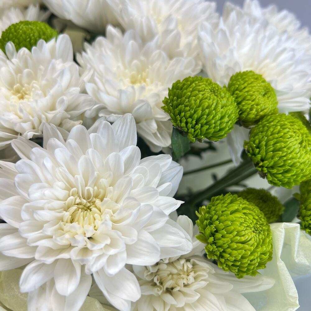 Эксклюзивный букет «Филин Грин» – сочетание белых и зеленых хризантем Цивильск Чувашская Республика