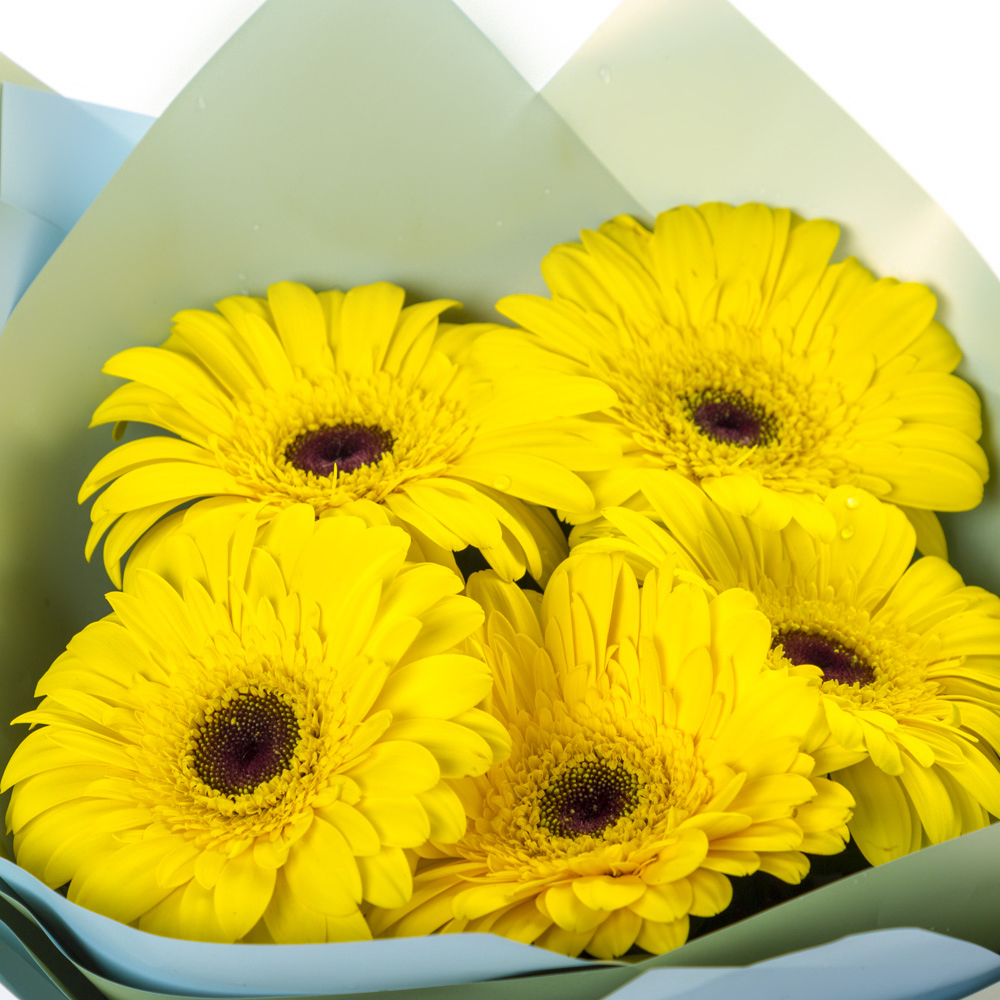 Яркий букет из 5 жёлтых гербер – как кусочек солнца в ваших руках Цивильск Чувашская Республика