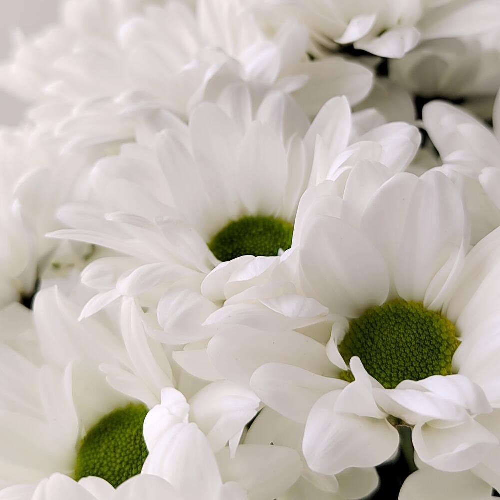 Букет «Ромашка» – 9 белоснежных хризантем в деревенском стиле Цивильск Чувашская Республика