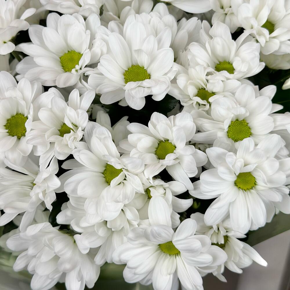 Букет «Мечты о лете» – свежесть белых хризантем Цивильск Чувашская Республика