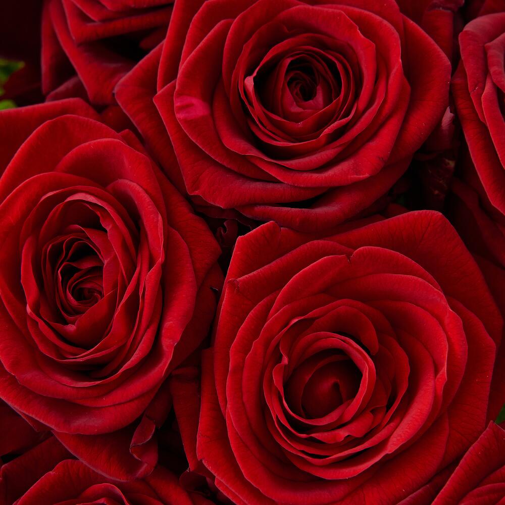 Роскошный букет из 21 красной розы – воплощение искренних чувств Цивильск Чувашская Республика