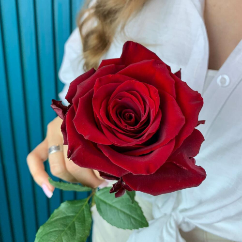 Комплимент из красной эквадорской розы – минимализм роскоши Цивильск Чувашская Республика