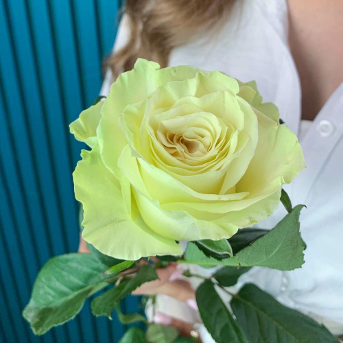 Комплимент из белой эквадорской розы – элегантность в каждом лепестке Цивильск Чувашская Республика