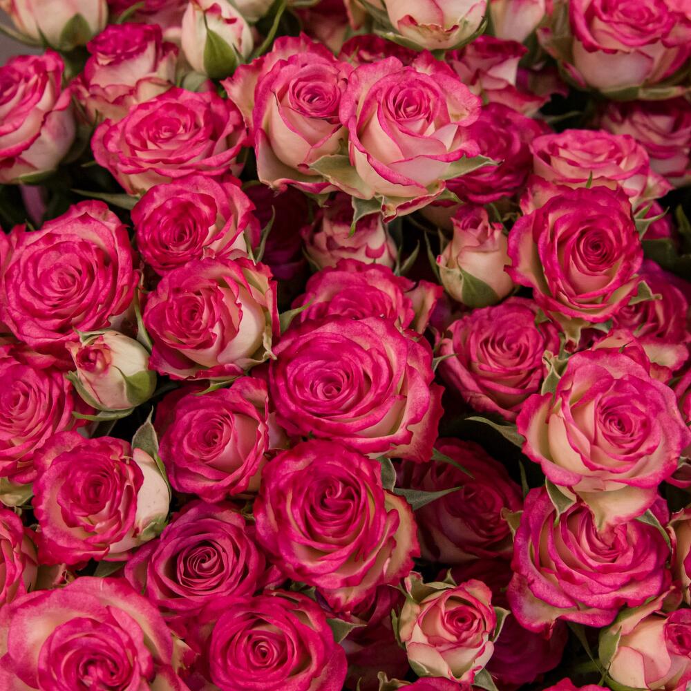 Букет «Розовый бум» – пышные кустовые розы в нежно-розовых тонах Цивильск Чувашская Республика