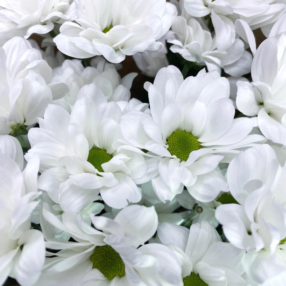 Букет из 5 белых хризантем в крафте – лаконичная элегантность Цивильск Чувашская Республика