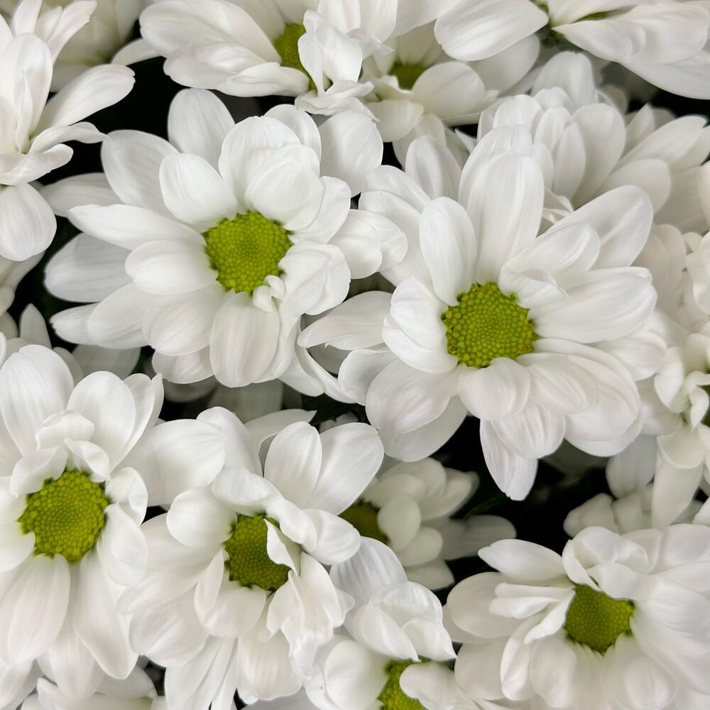 Букет «Мечты о лете» – свежесть белых хризантем Цивильск Чувашская Республика