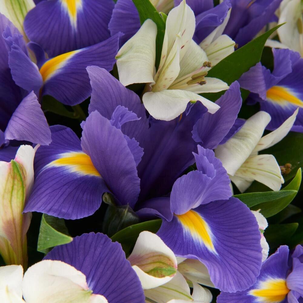 Букет «Вечернее дыхание»  – загадочная гармония синих ирисов и белых альстромерий Цивильск Чувашская Республика