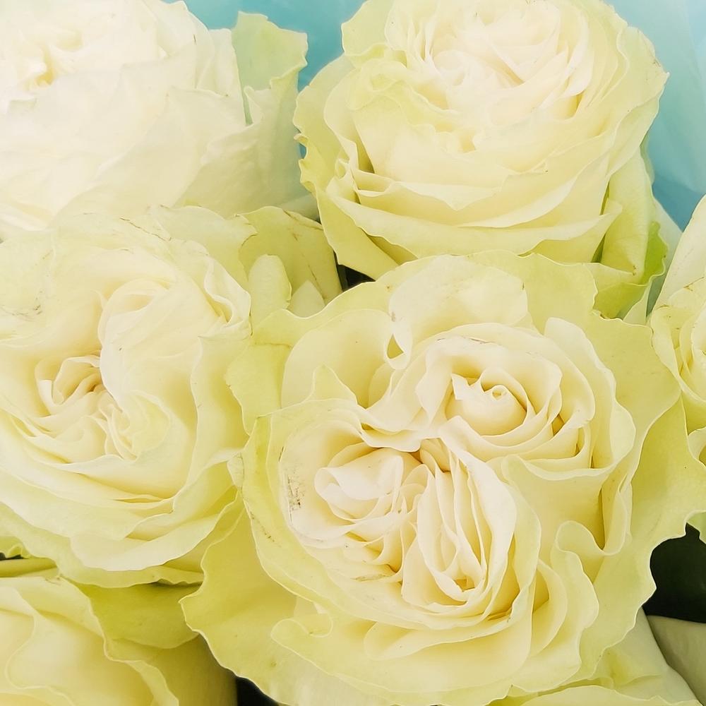 Букет «Кружевное облачко» – 11 белоснежных роз в нежной упаковке Цивильск Чувашская Республика