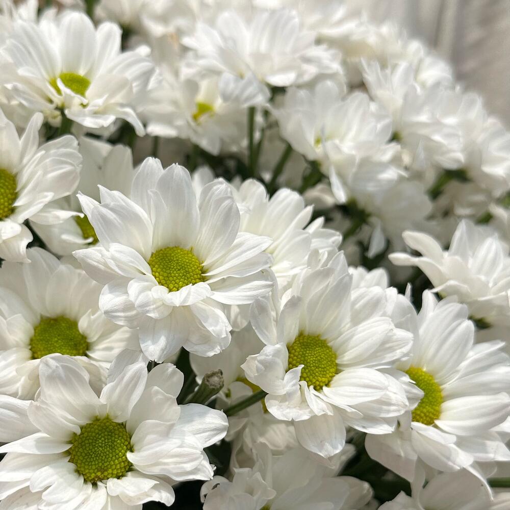 Букет «Летняя свежесть» – дыхание лета в белых хризантемах Цивильск Чувашская Республика