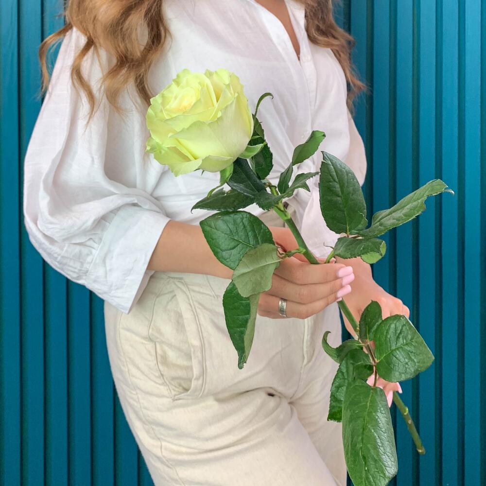 Комплимент из белой эквадорской розы – элегантность в каждом лепестке Цивильск Чувашская Республика