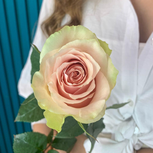 Комплимент из розовой эквадорской розы – минимализм роскоши Цивильск Чувашская Республика