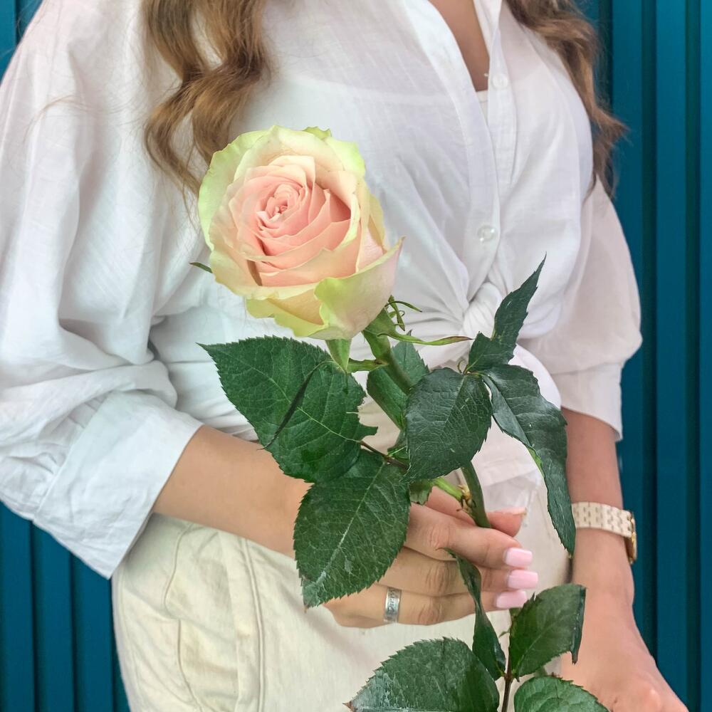 Комплимент из розовой эквадорской розы – минимализм роскоши Цивильск Чувашская Республика