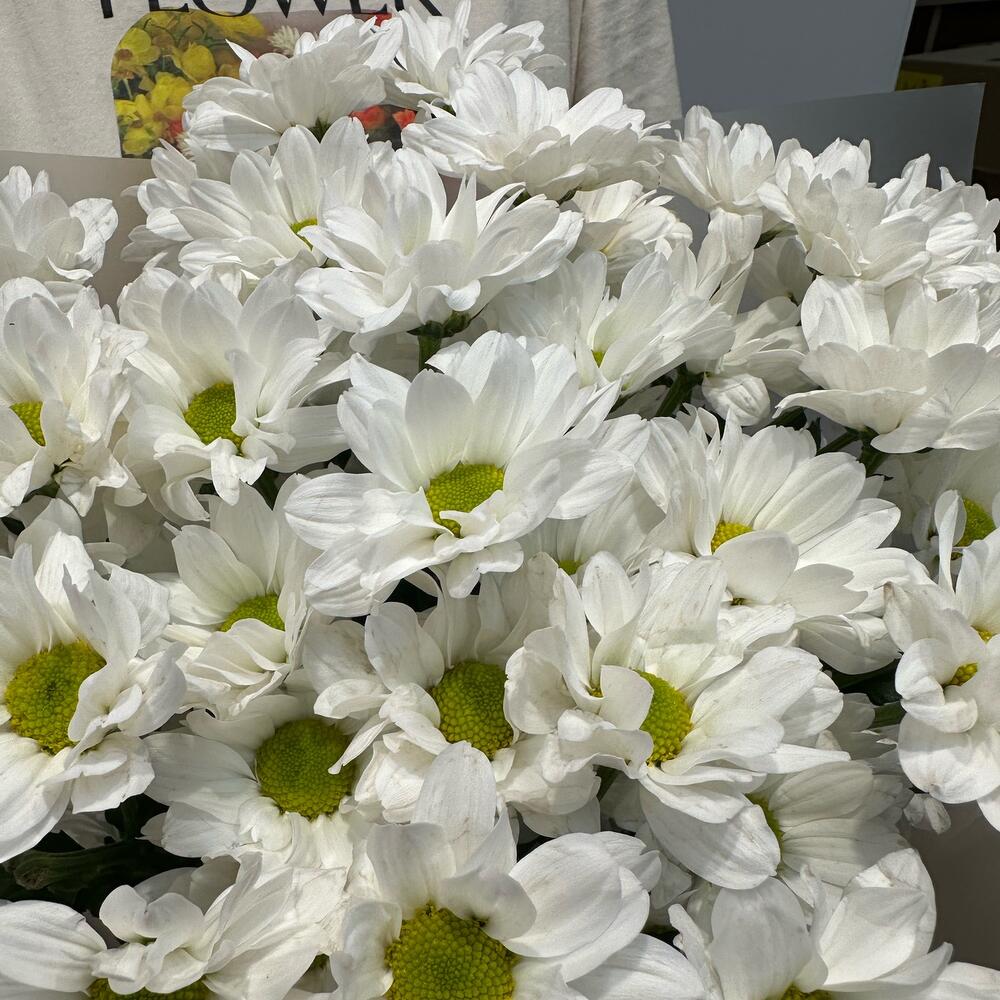 Букет «Летнее настроение» – свежесть белых хризантем Цивильск Чувашская Республика