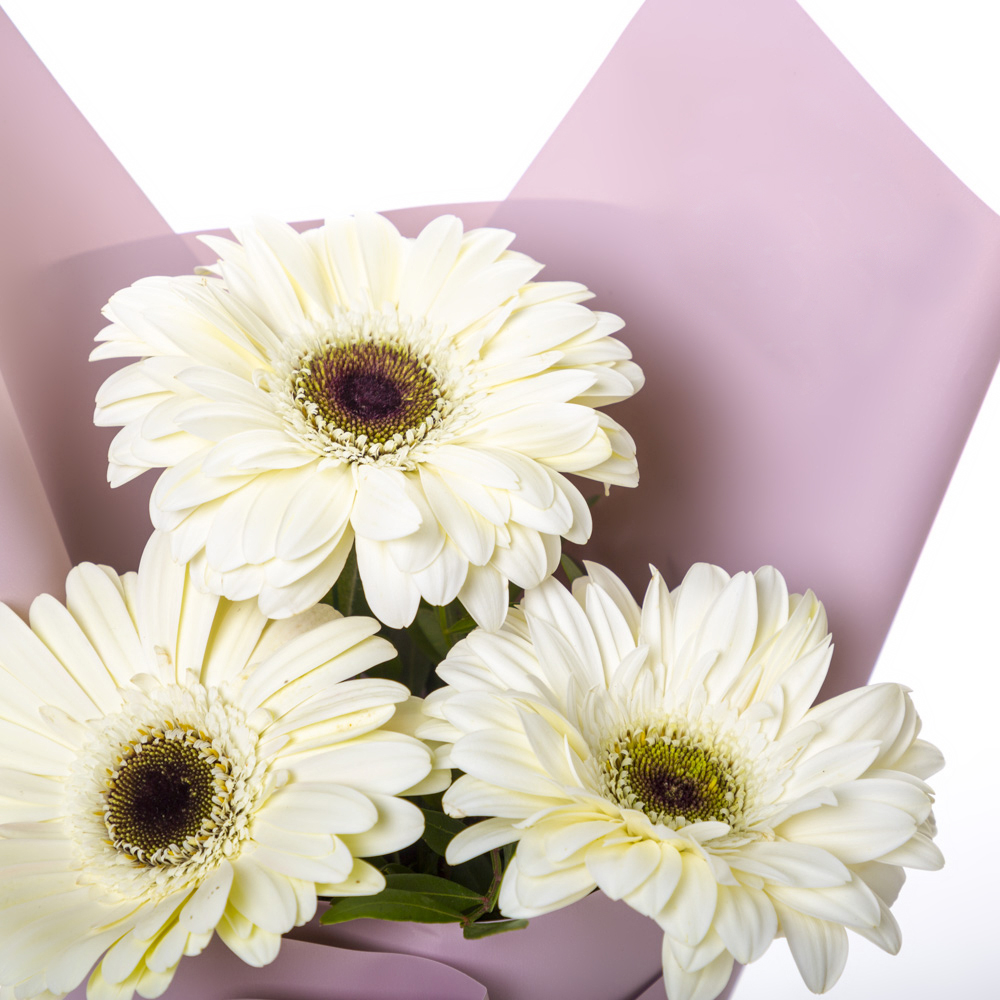 Нежный букет из 3 белых гербер – символ искренности и света Цивильск Чувашская Республика