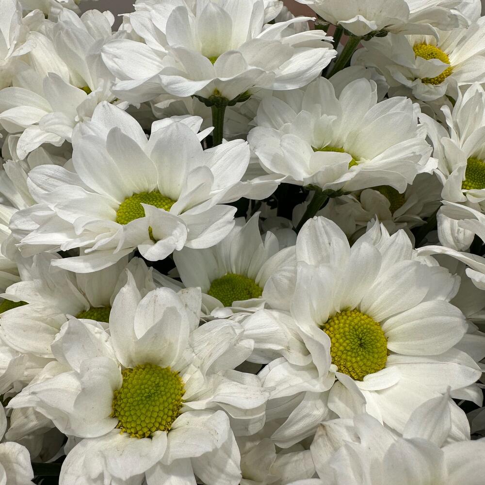 Букет «Летнее настроение» – свежесть белых хризантем Цивильск Чувашская Республика