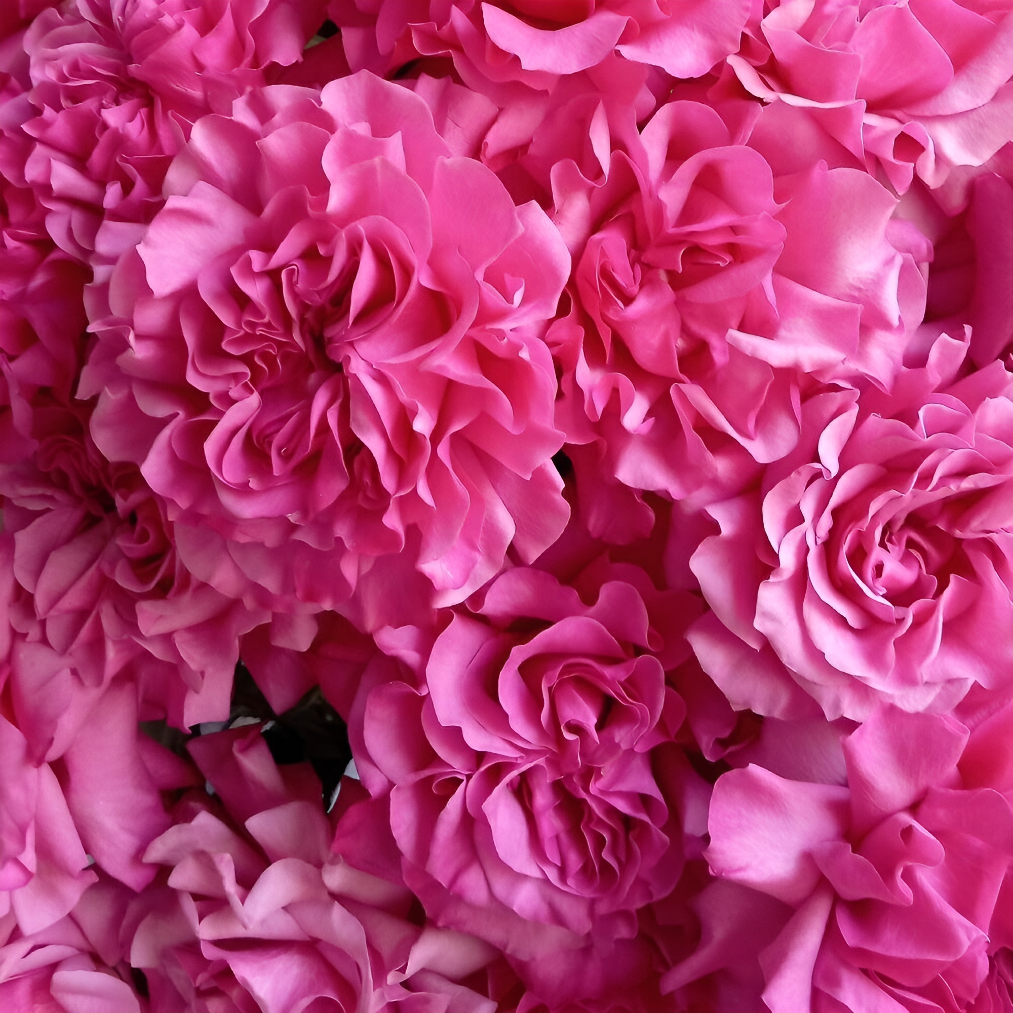 Роскошный букет из пионовидных роз – королевский подарок Цивильск Чувашская Республика