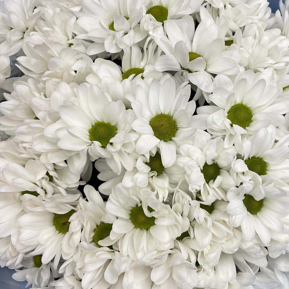 Букет «Ромашковое поле» – свежесть белых хризантем Цивильск Чувашская Республика